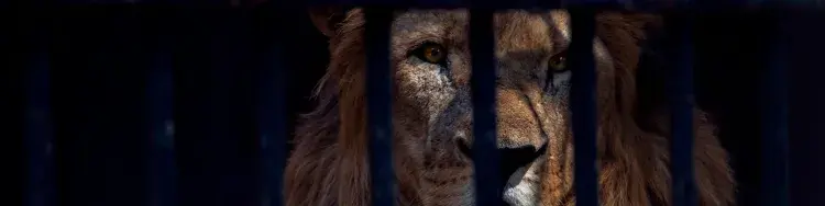 un leon enjaulado